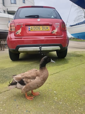 A duck standing in front of a red car, which has stickers of that same duck
