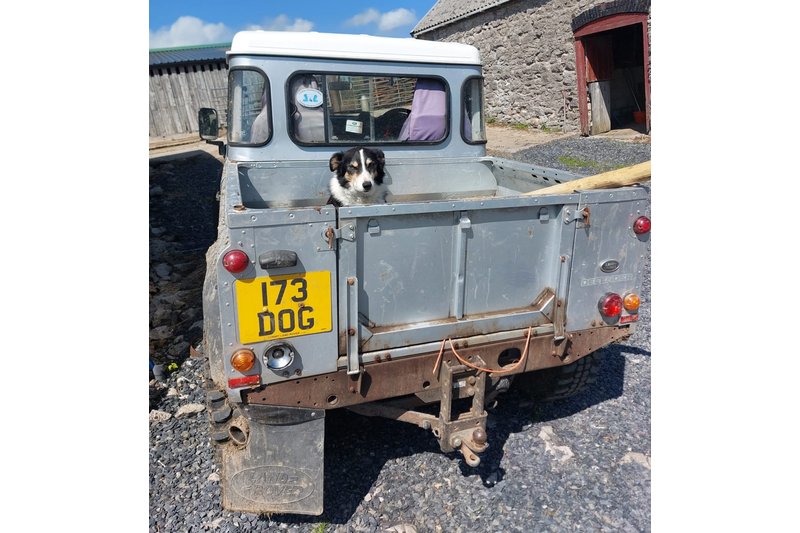private number plates animal 173DOG